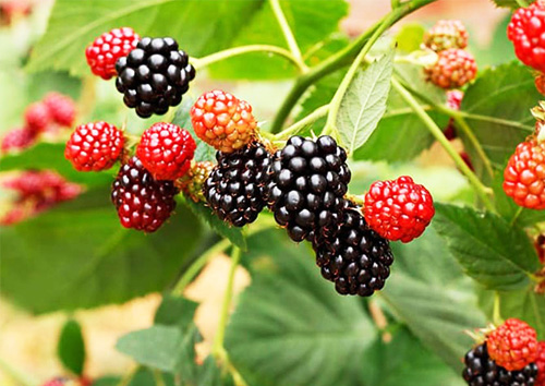 MORA CONGELADA IQF CJ20UNDSX 500GR