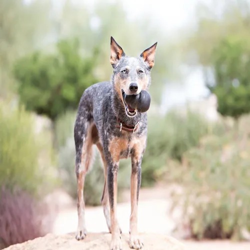 Juguete Para Perro Rellenable Kong Extreme S