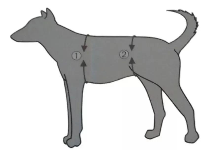 Andador Rehabiltacion Perro Displasia Cadera M Trixie