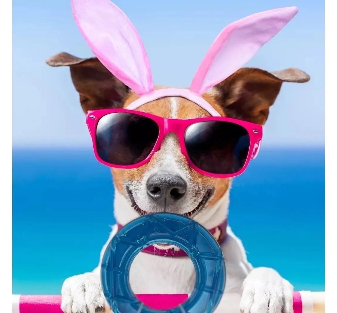 Aro Mordillo Ice Verano Juguete Perros Cachorros CanCat