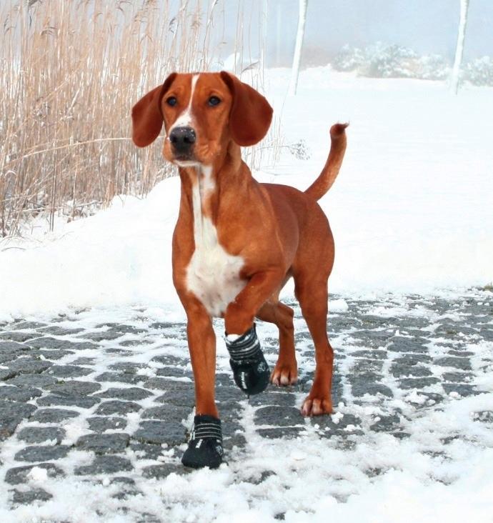 Botitas Walker Active S-m Antideslizante Perros Trixie