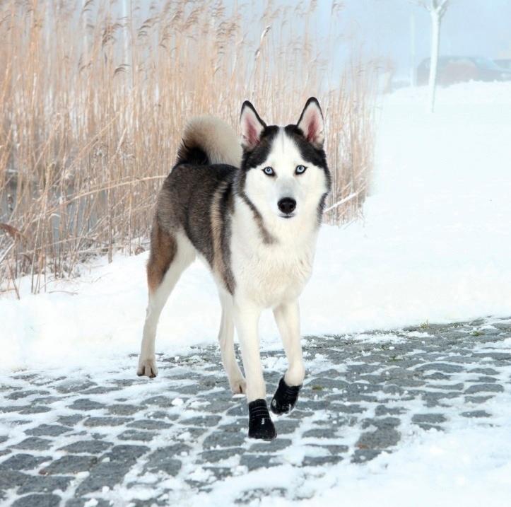 Botitas Walker Active Xs-s Antideslizante Perros Trixie