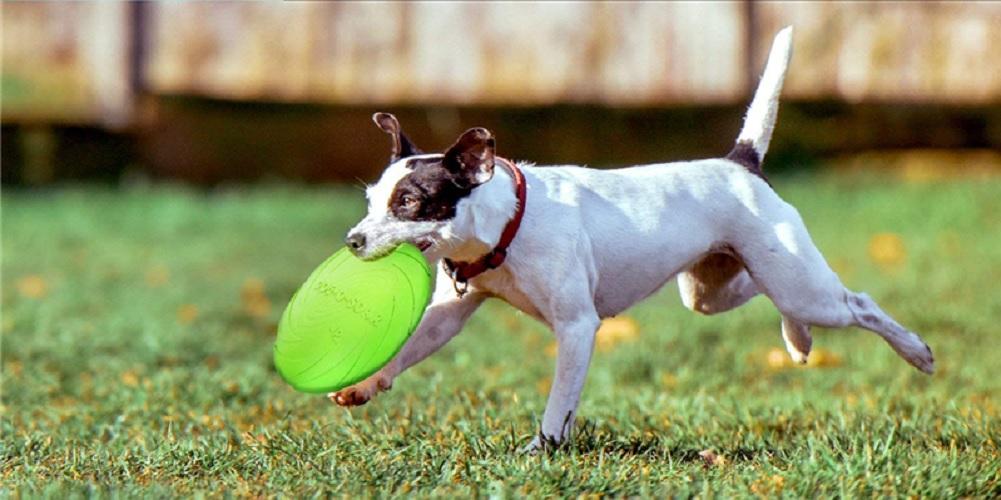 Juguete Frisbee 15 cm Flexible Disco Perros Cachorros Trixie