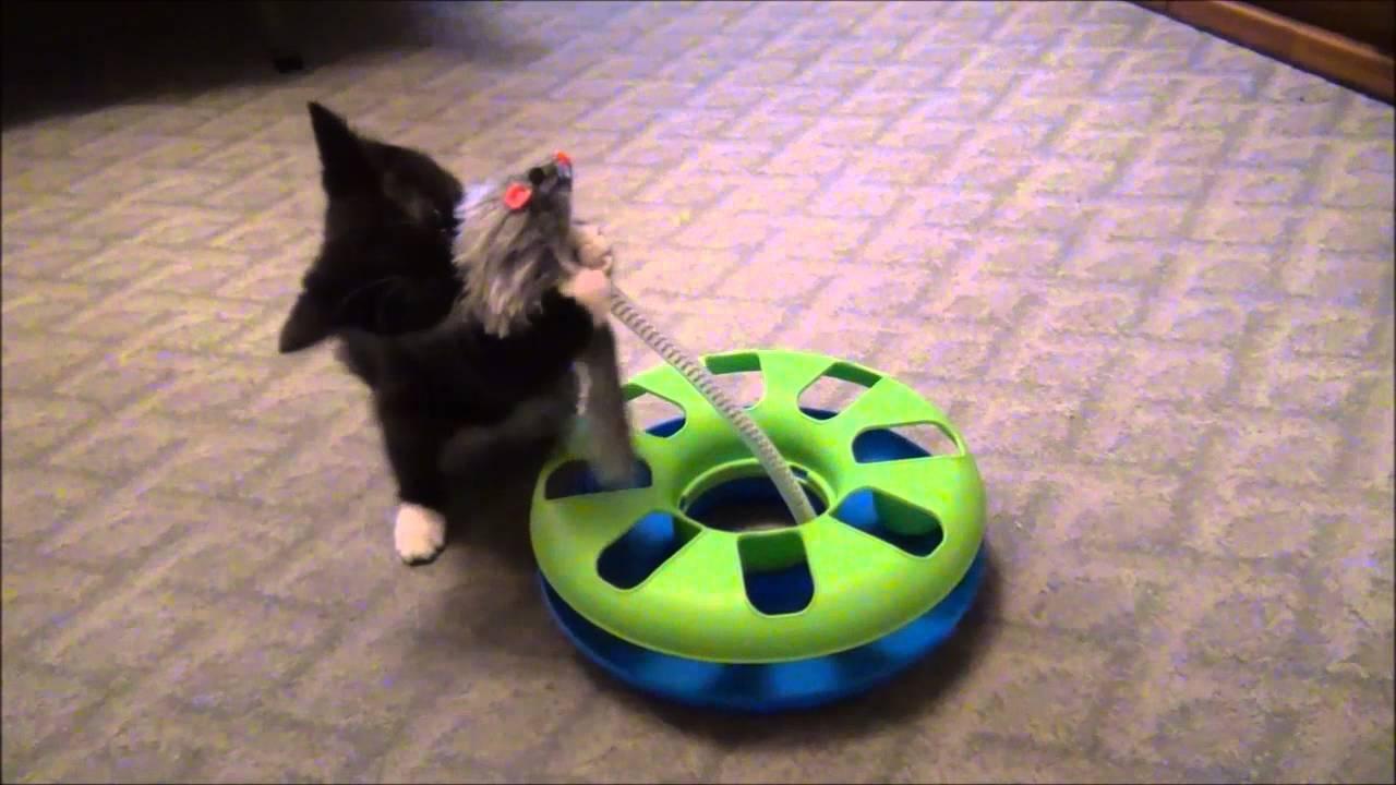 Juguete Interactivo Gatos Circulo Caza Pelota Raton trixie