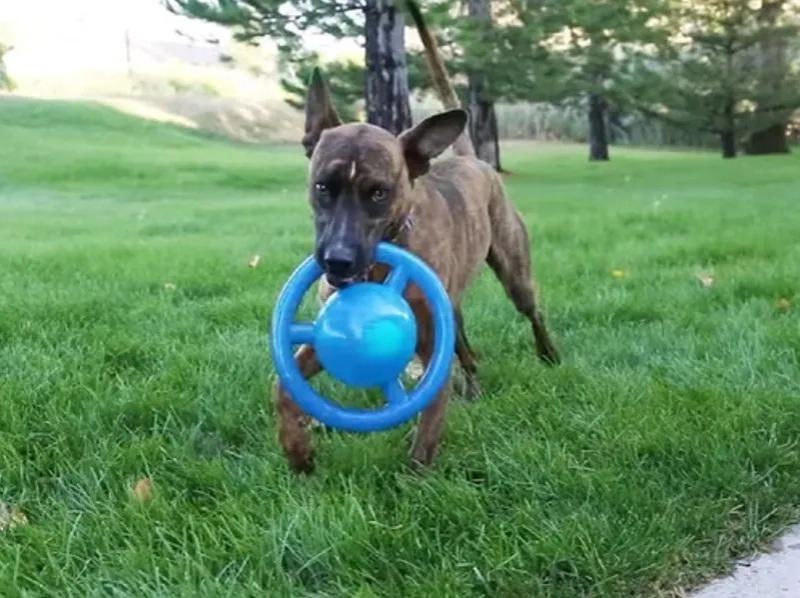 Juguete Para Perros Jumbler Disc Assorted Medium/large Kong