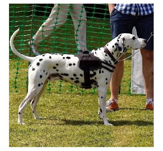 Arnes Pretal Reflectivo M Ajustable Perros Cachorro Mascotas