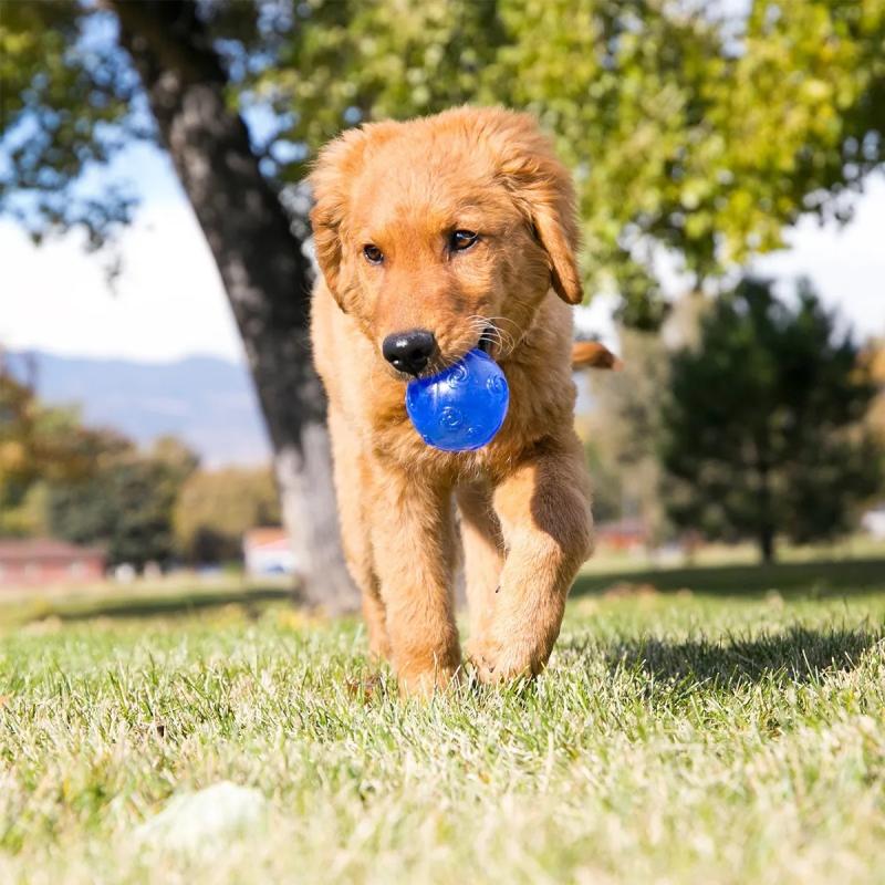 Juguete Pelota Kong Squeezz Crackle Assorted Large Perros