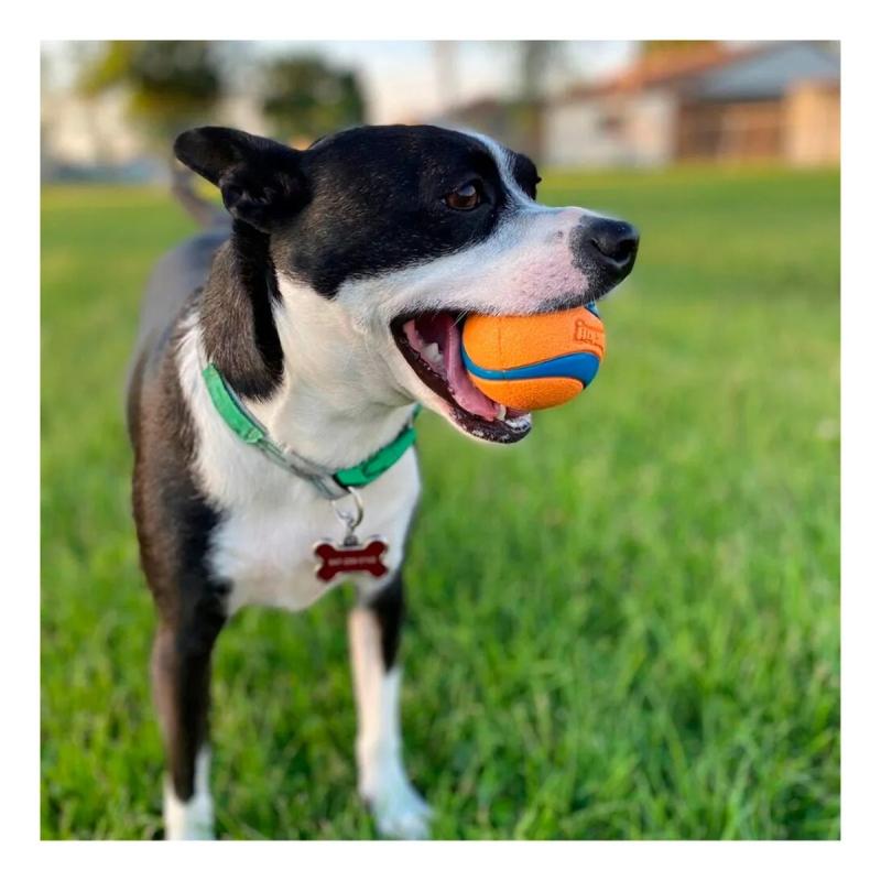 Juguete Pelota Ultra Ball Medium Chuckit Perros Mascotas