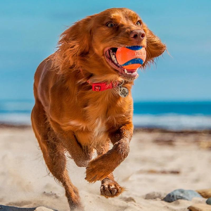 Juguete Pelota Ultra Ball Extra Large Chuckit Perros Mascota