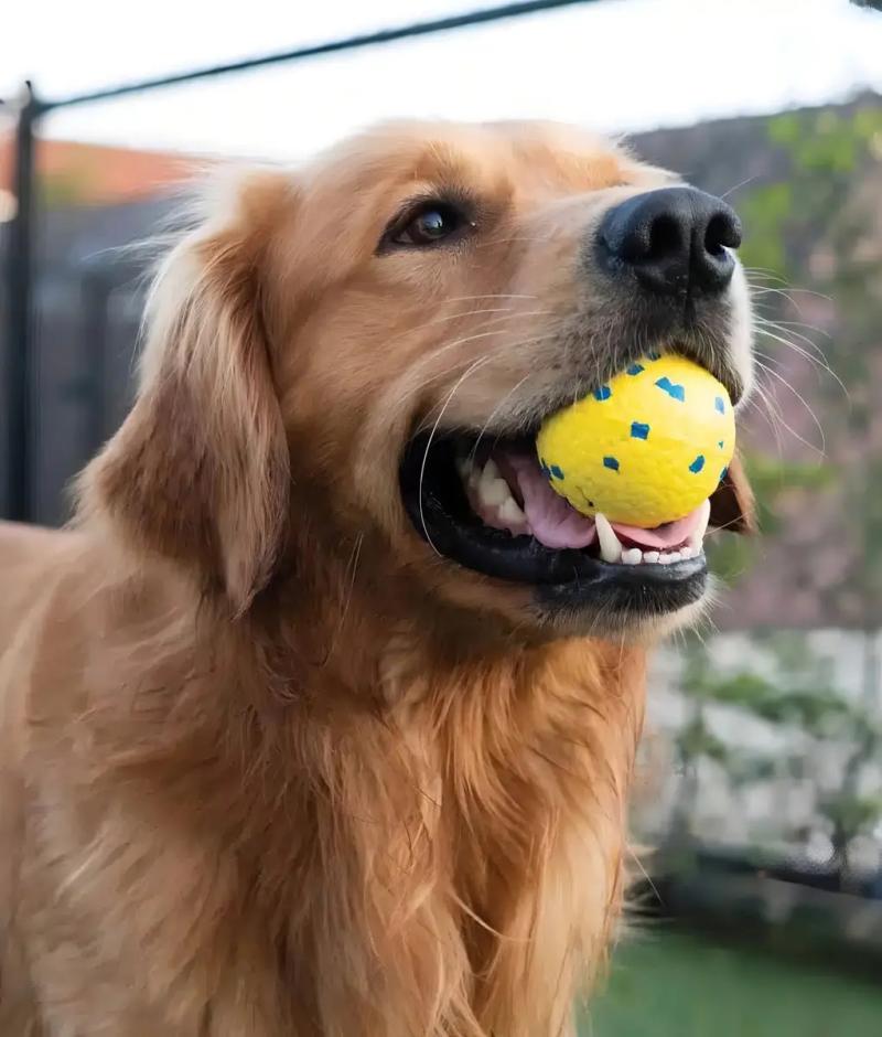 Juguete Pelota Para Perros Zeus Nitro Large Flotante 7cm