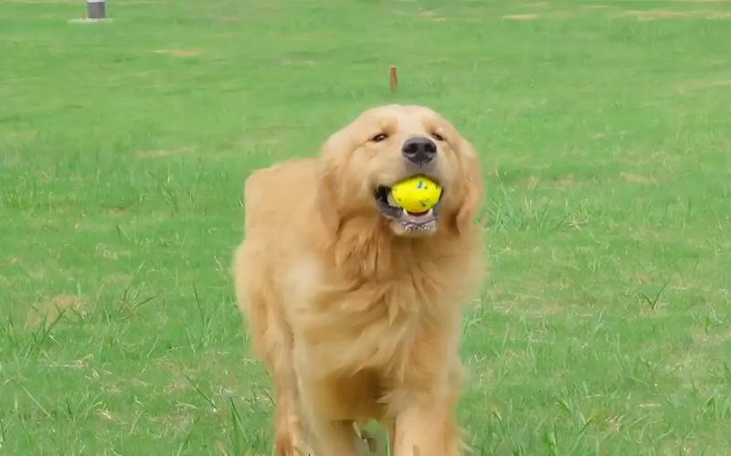 Juguete Pelota Para Perros Zeus Nitro Large Flotante 7cm