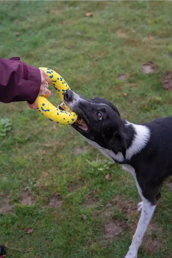 Juguete Anillo Zeus Nitro Medium Flotante 15cm Mascota Perro