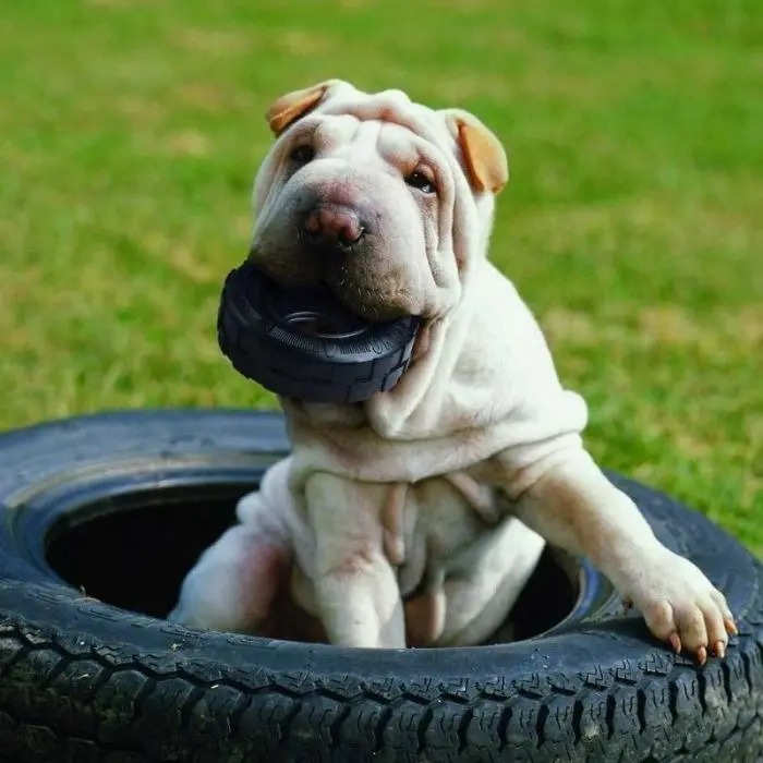 Juguete Mordillo Tires Rueda Rellenable Med/lg Kong Perros