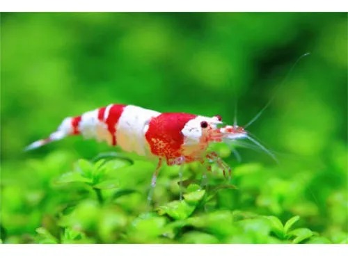 Suplemento Mineralizador Camaron Gh+ 250ml Aquaforest Acuario