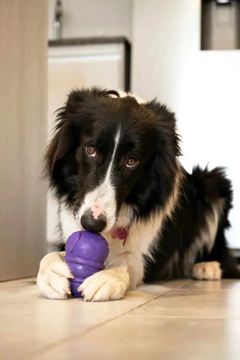 Juguete Rellenable Perro Grande Glotoni Soft Xl Tonipets