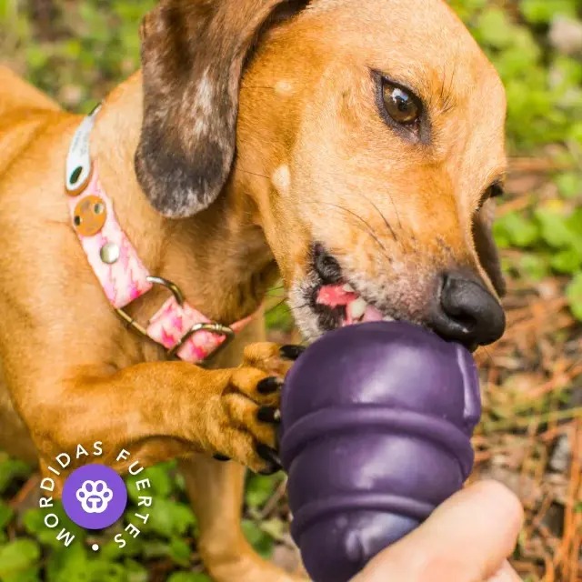 Juguete Rellenable Perro Chico Glotoni Soft S Tonipets Violeta
