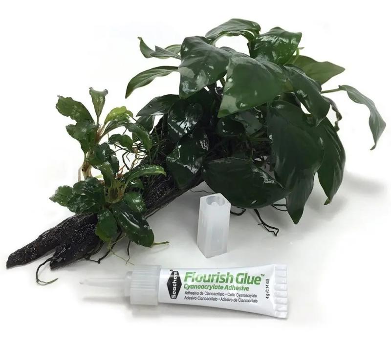 Pegamento Adhesivo Flourish Glue 8g Seachem Plantas Musgos
