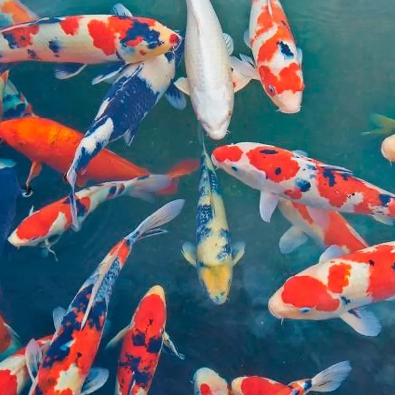 Alimento Para Peces Variety Blend Sticks 150gr Tetra Acuario