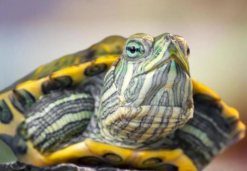 Alimento Para Tortuga Acuatica Reptomin 300gr Tetra Acuario