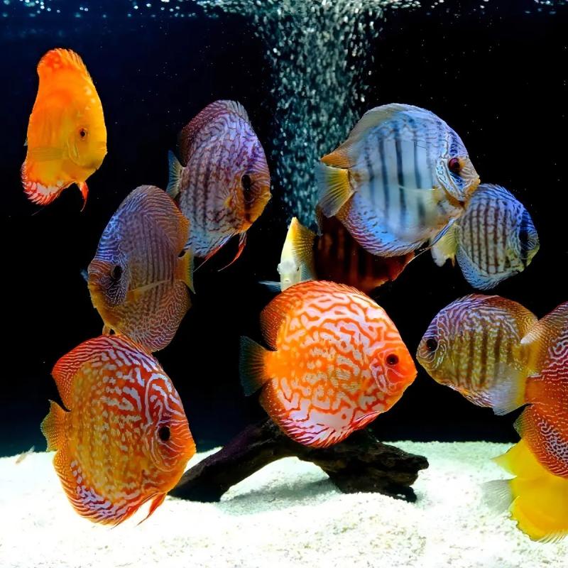 Alimento Peces Tetracolor Tropical Granules 300gr Acuario