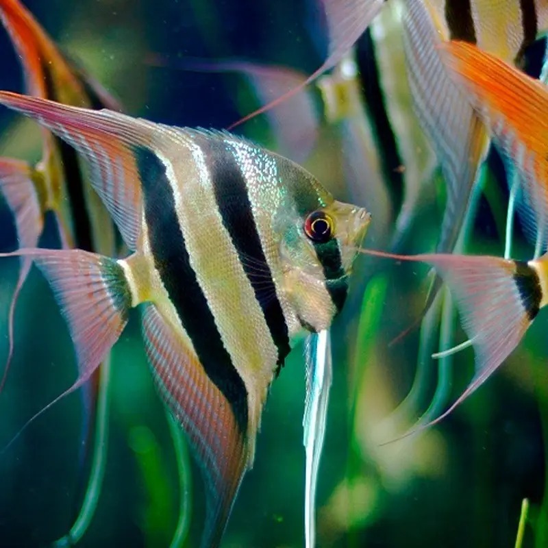 Alimento Para Peces Tetra Min Flakes 200gr Acuario Pecera