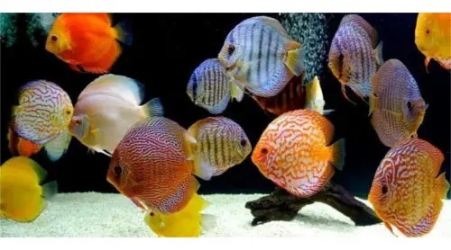 Alimento Para Peces Discus Granules 75gr Tetra Acuario Peces