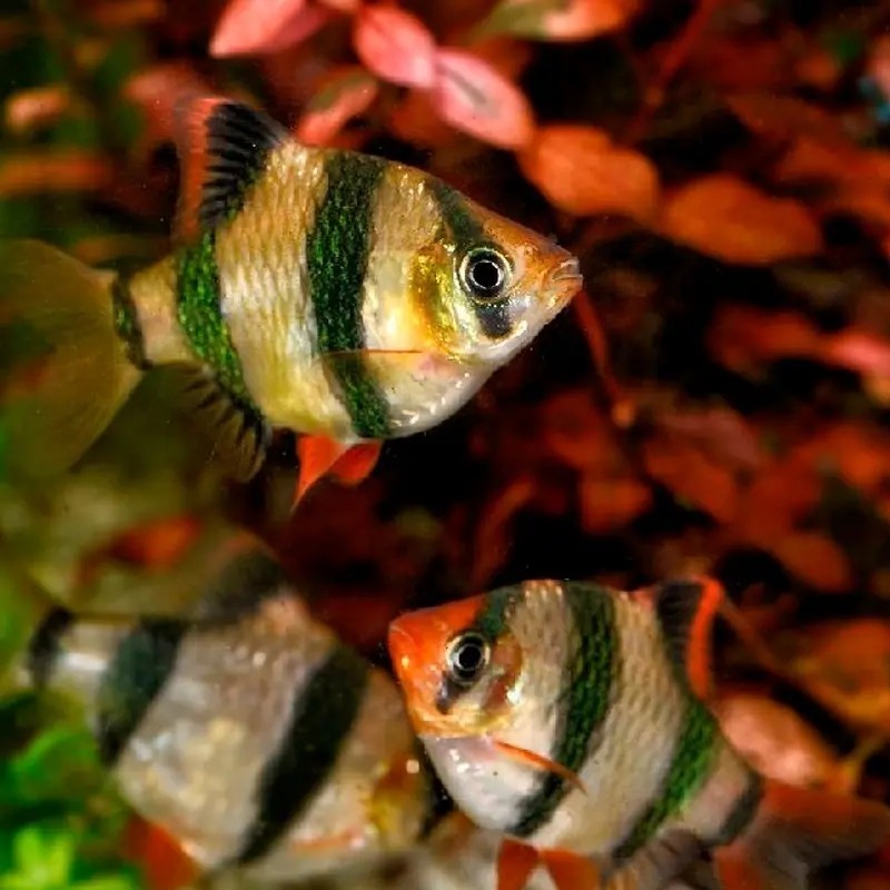 Cartucho Filtro Whisper Bio Bag X3u 20/40lt L Tetra Acuario