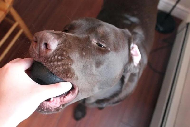 Juguete Para Perro Pelota Rellenable Extreme Small Kong