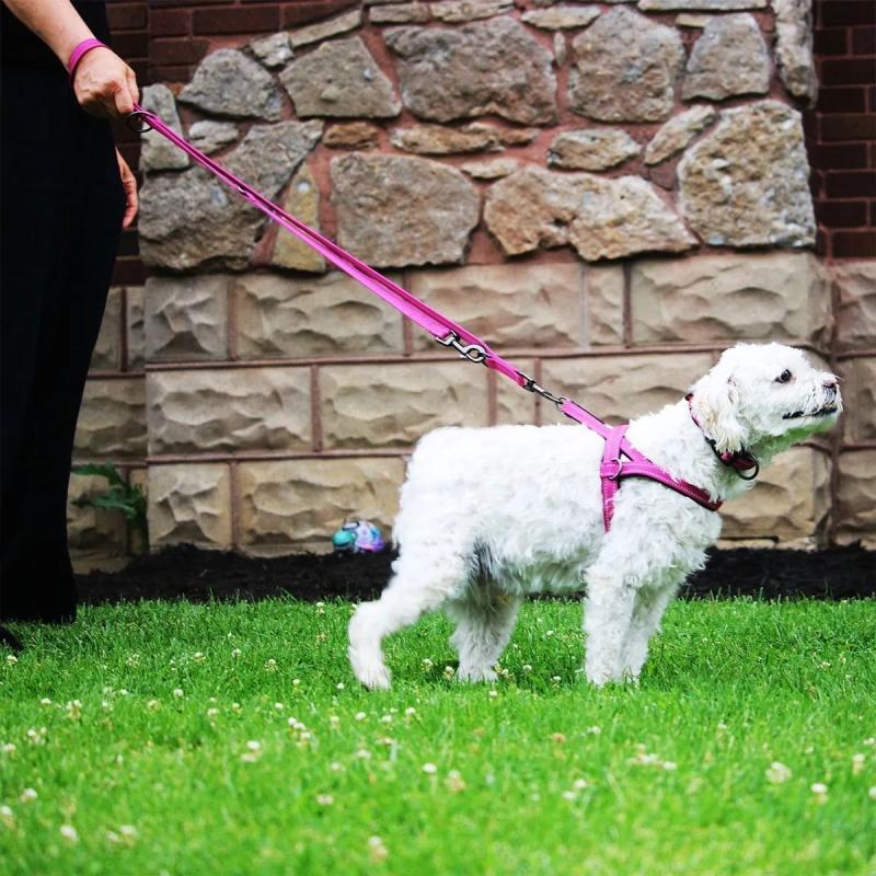 Arnes Pretal Noruego Kong Large Para Perros Mascotas