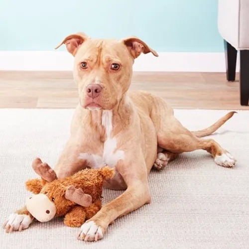 Juguete Peluche Alce Moose Medium Kong Perros Mascotas
