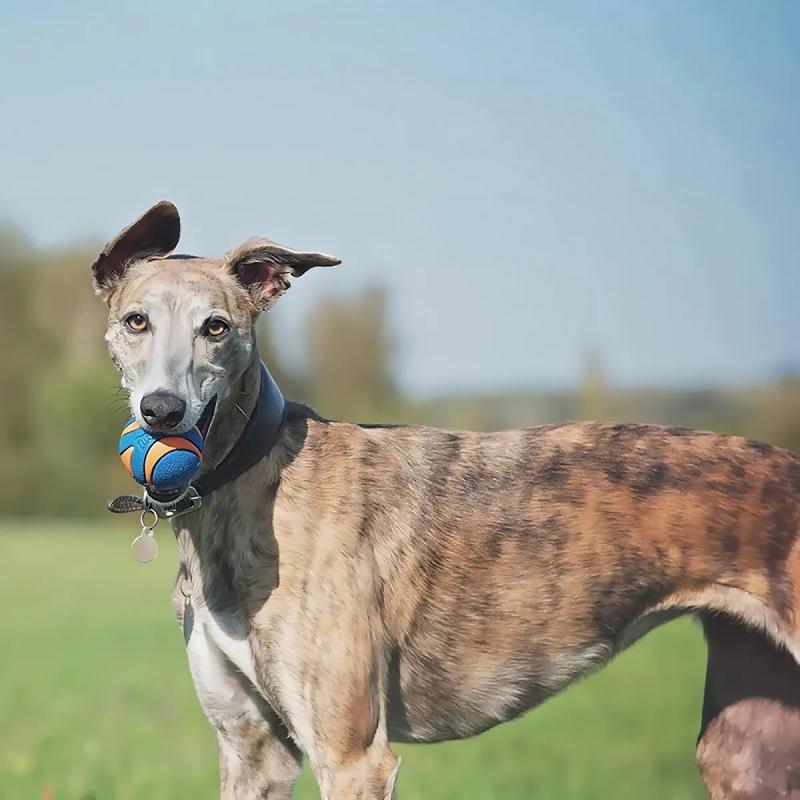 Juguete Pelota Ultra Squeaker Ball Small Chuckit Mascotas
