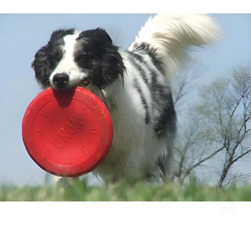Juguete Para Perro Frisbee Large Kong Mascotas