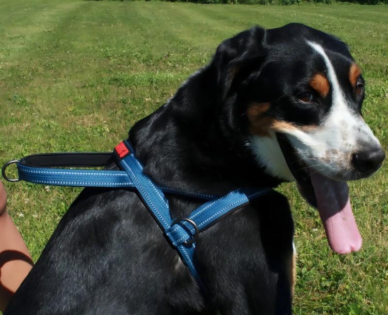 Arnes Pretal Noruego Kong Medium Para Perros Mascotas