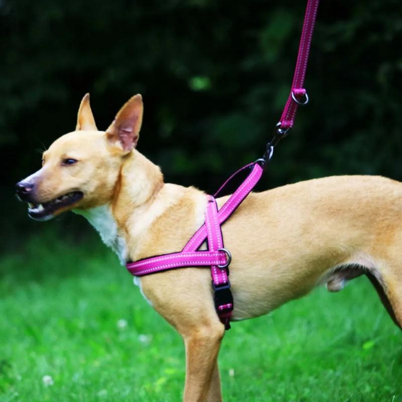 Arnes Pretal Noruego Kong Medium Para Perros Mascotas