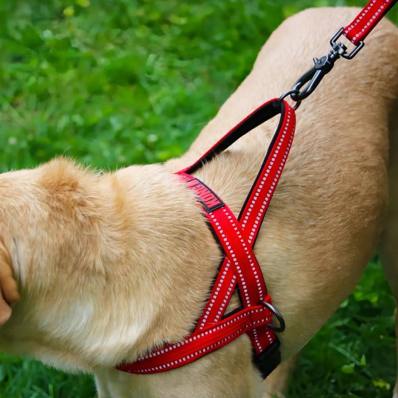 Arnes Pretal Noruego Kong Medium Para Perros Mascotas
