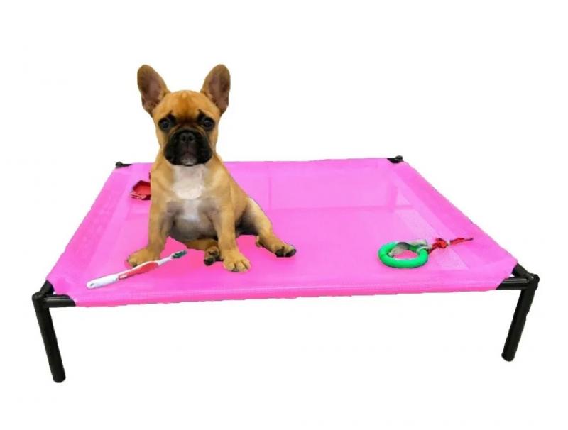 Catre Chico Perros Cachorros Mascotas Bulldog