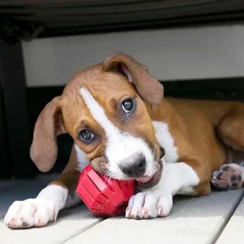 Juguete Para Perro Pelota Stuff Rellenable Large Kong