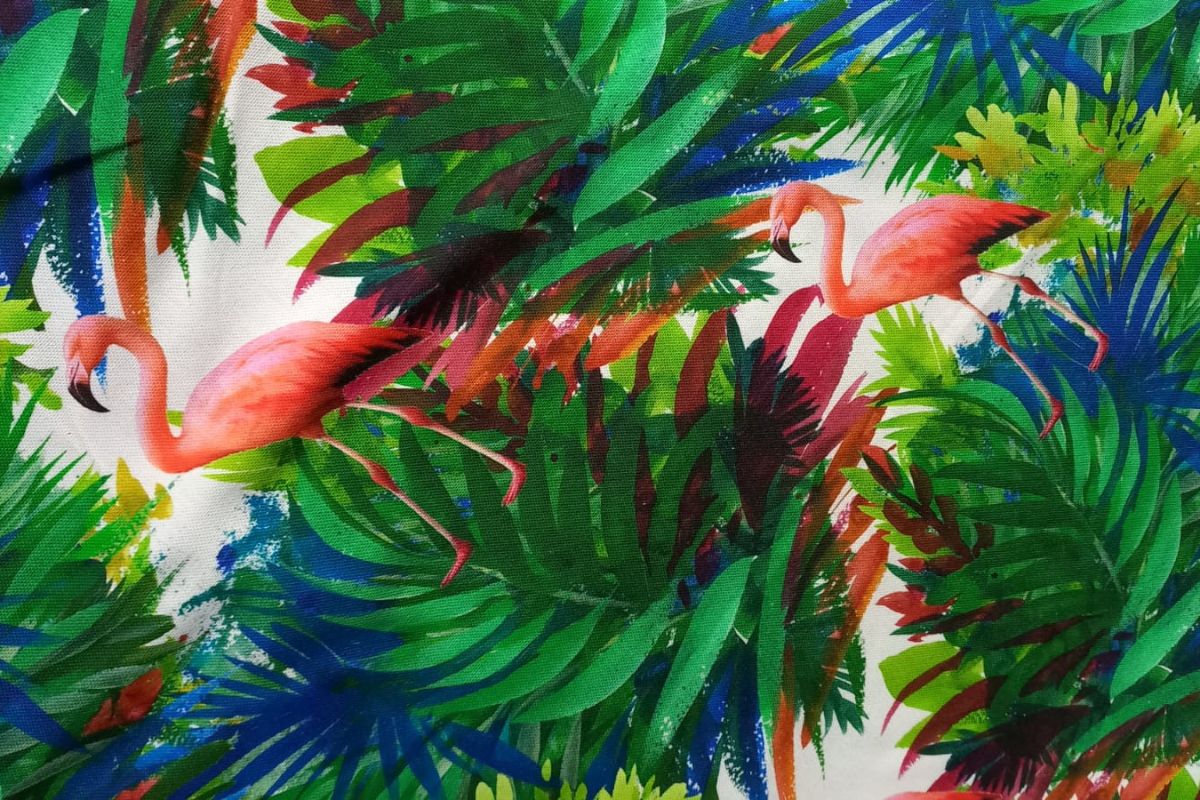 Panamá Digital Pelícano