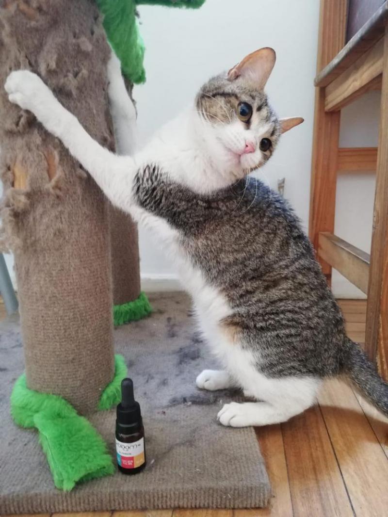 Gato  (10ml) - REGULAR