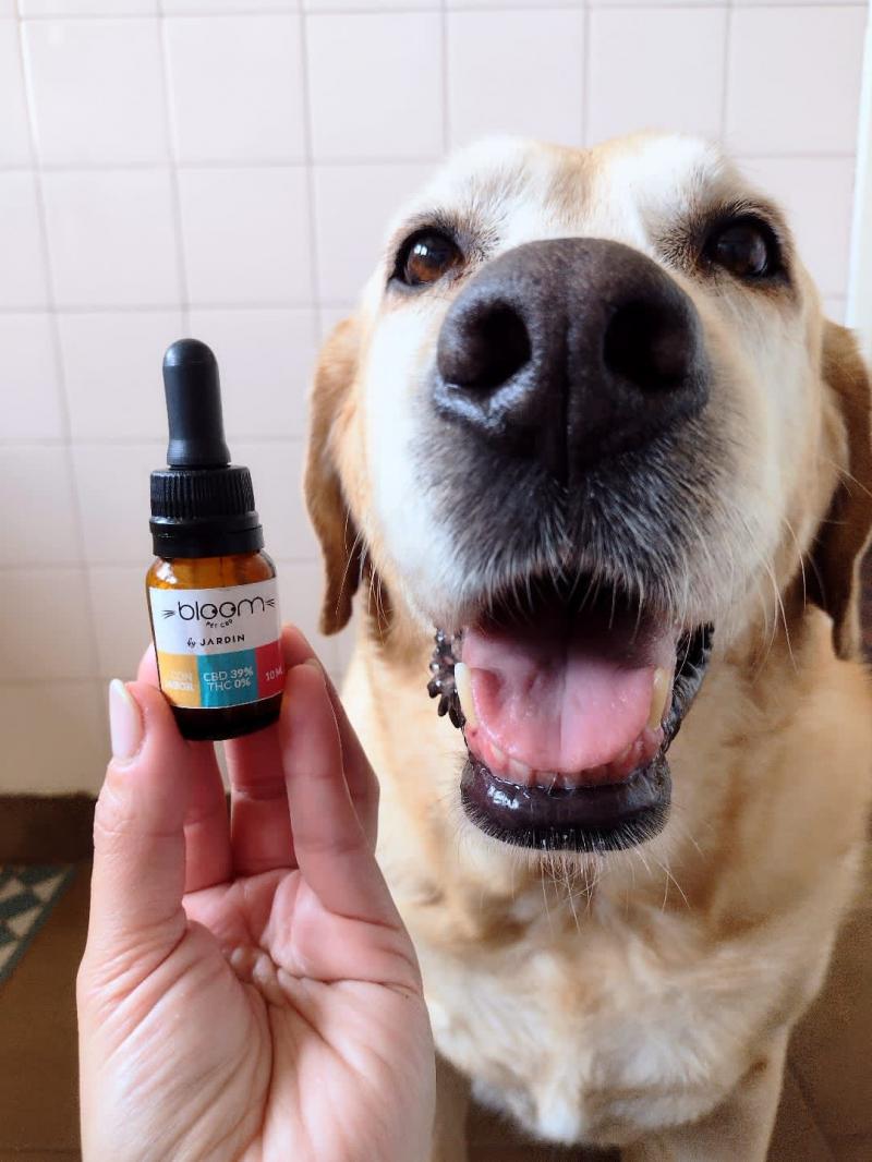 Perro Grande (+12 KG) - DOLOR - 10ml