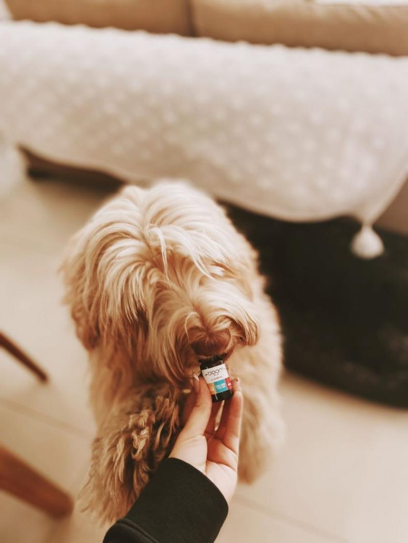 Perro Chico (-12KG) - ANSIEDAD - 10ml