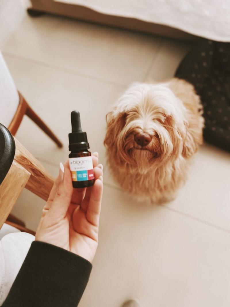 Perro Chico REGULAR (De menos de 12kg) - 10ml