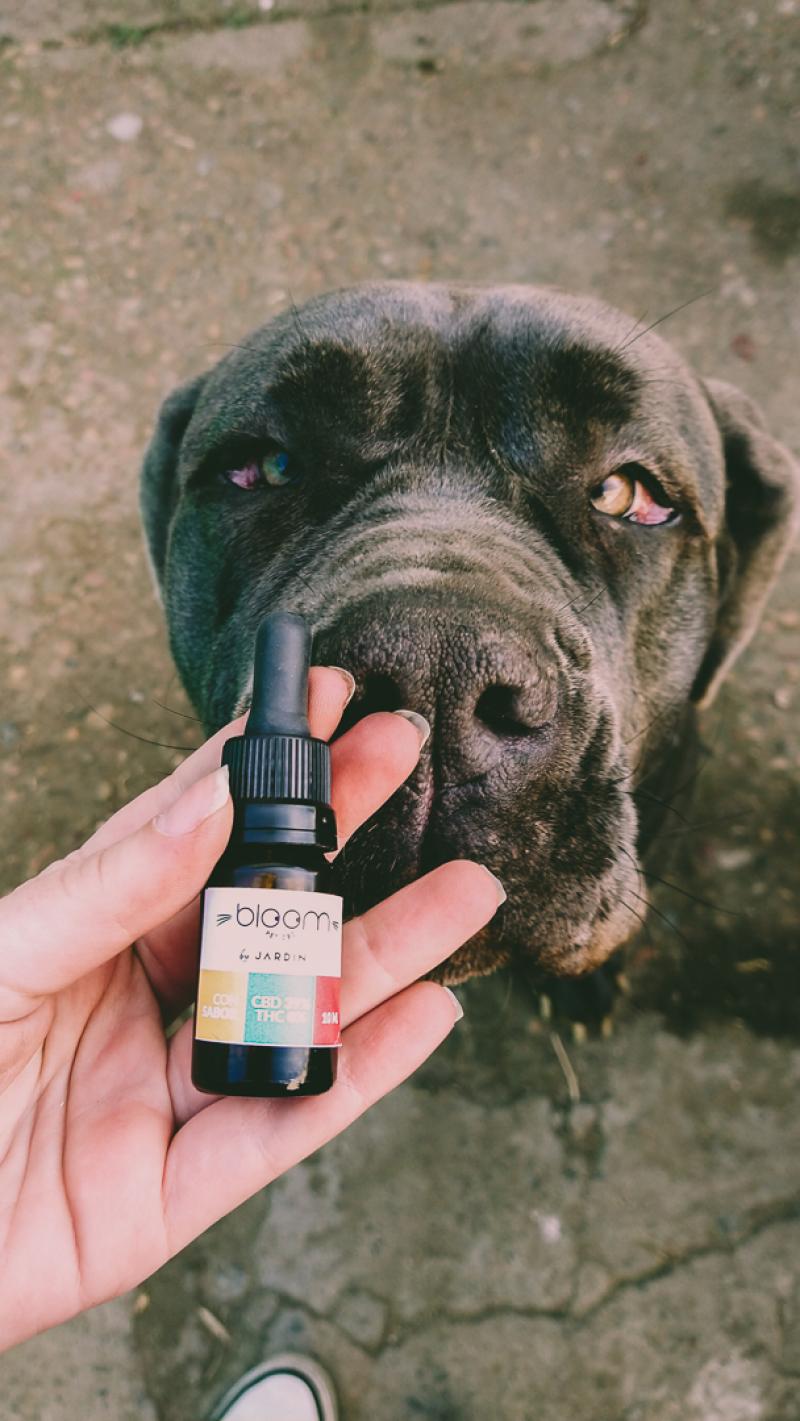 Perro Grande REGULAR (De más de 12kg) - 10ml