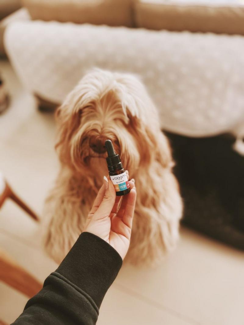 Perro Chico (-12KG) - DOLOR - 10ml